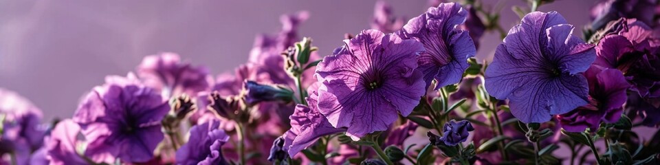 striking purple petunias, their ruffled blooms in sharp detail, against a gradient background from violet to light purple. - obrazy, fototapety, plakaty