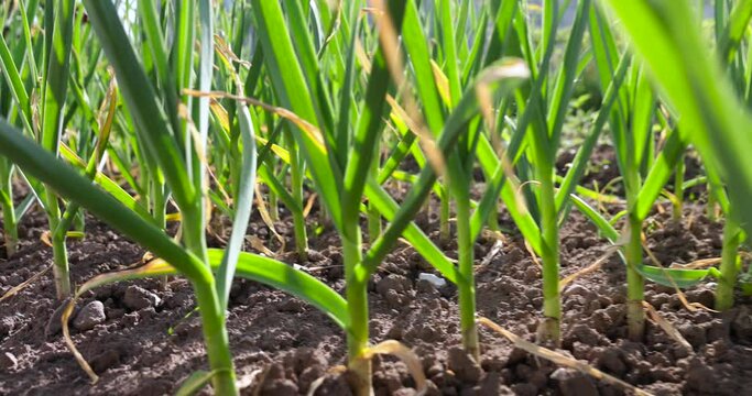 a field completely planted with garlic in summer, one monoculture of garlic in the field