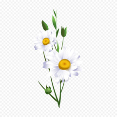 vector realistic wildflower icons set on transparent background isolated