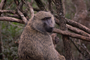 Baboon