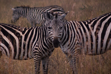Fototapeta na wymiar Symmetrical Zebra