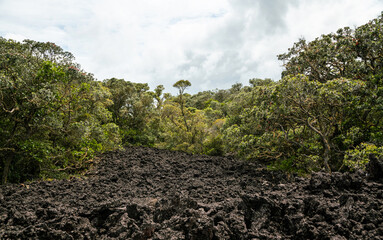 Fototapeta na wymiar Rangitoto Forest & Volcanic Ground, Rangitoto Island, New Zealand