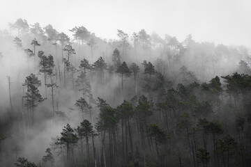 Moody foggy forest landscape on a rainy day in Cinque Terre, Liguria,  Italy - obrazy, fototapety, plakaty