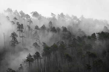 Zelfklevend Fotobehang Moody foggy forest landscape on a rainy day in Cinque Terre, Liguria,  Italy © Stefano Zaccaria