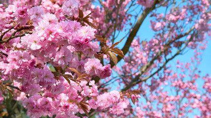 A close up of a tree with pink flowers. Sakura in Berlin, Germany.