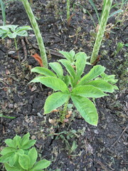 rattan trees that grow well in the fields are about 2 months old