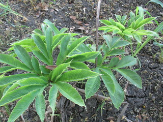 rattan trees that grow well in the fields are about 2 months old