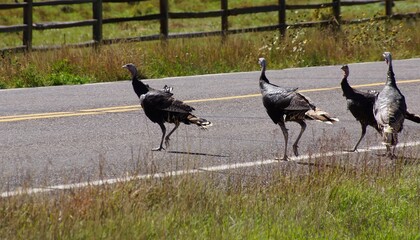 Wild turkeys running across the hghway