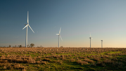 Wind turbines nestled in grazing fields of sheep, Withernwick, East Yorkshire
