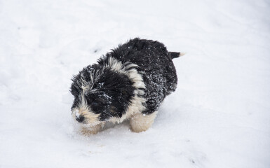 A small dog walks through the snow, in Bistrita Romania