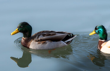 Pair of mallards out for a walk.