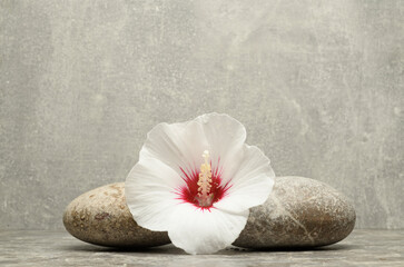 stones and plants for the podium. natural stones with plants and flowers for the presentation of cosmetics, perfumery, jewelry, medicine products