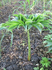 rattan trees that grow well in the fields are about 2 months old