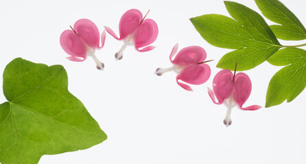 closeup of pink heart shaped flowers for postcard banner background.beautiful natural floral background