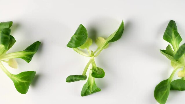Fresh green Rapunzel Salad on white background