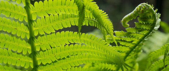 fern leaves close-up for background © serhii