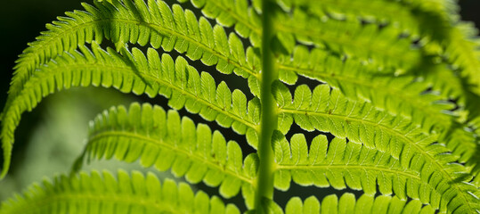 fern leaves close-up for background