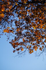 maple and fall tree golden and red leaves