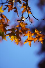maple and fall tree golden and red leaves