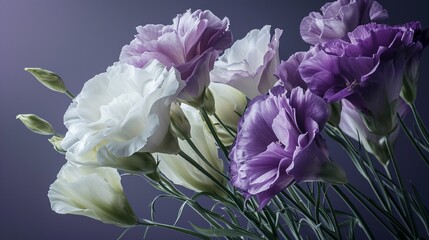 Spring lisianthus against a gradient from violet to white, detailed as a high-definition image