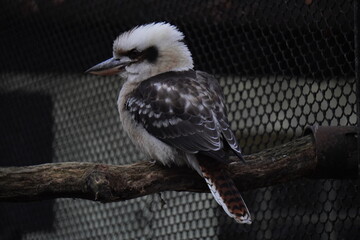 Laughing kookaburra bird on the branch of tree