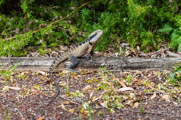 Portrait of the Australian water dragon (Intellagama lesueurii) in its habitat.