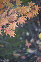 maple and fall tree golden and red leaves