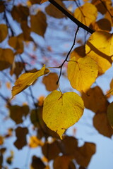 maple and fall tree golden and red leaves