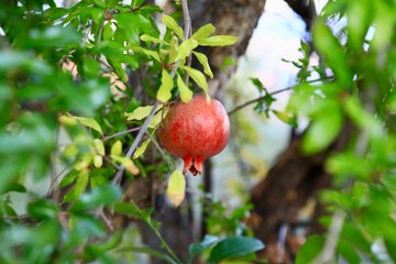 Single Pomegranate fruit (Punica granatum)
