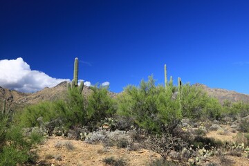 Mountain top with cactus plants