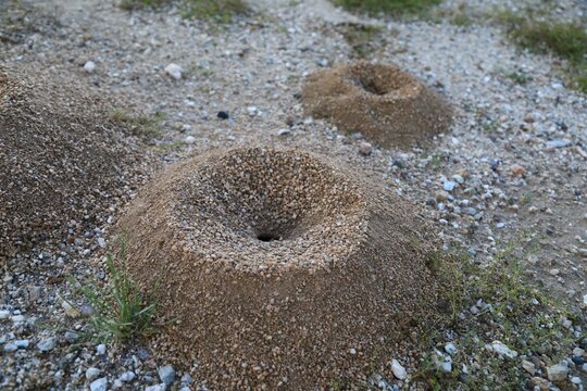 Ant hill protecting underground nest