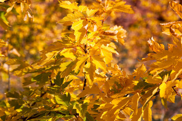Bright Yellow Leaves in Fall at Zion