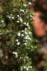 Juniper Berries on a Tree at Zion National Park.