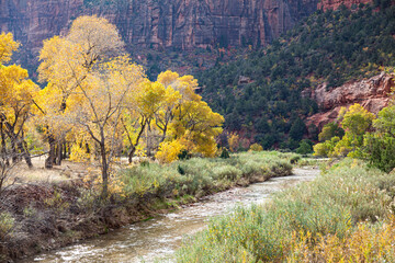 The Virgin River with Fall Cottonwood Trees in Zion National Park © tamifreed