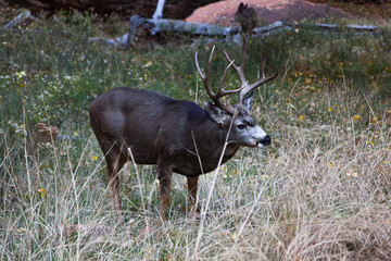 A Large Male Mule Deer in Zion National Park