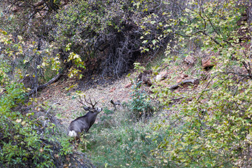 A Large Buck Smelling the Air in Zion National Park