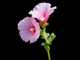 Hollyhock flower in studio background, single hollyhock flower, Beautiful flower images