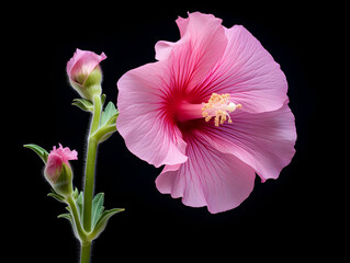 Hollyhock flower in studio background, single hollyhock flower, Beautiful flower images