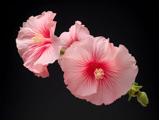 Hollyhock flower in studio background, single hollyhock flower, Beautiful flower images