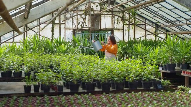 woman farmer is watering organic potted plants in greenhouse, professional gardener in orangery