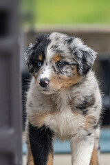 Australian Shephard puppies - Aussies are remarkably intelligent