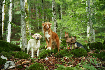 Four dogs of varied breeds, including a Labrador, a Nova Scotia Duck Tolling Retriever, an American...