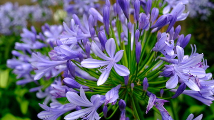 Purple Apagamthus lily or Lily of the Nile or African lily.