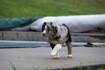 Australian Shephard puppies - Aussies are remarkably intelligent