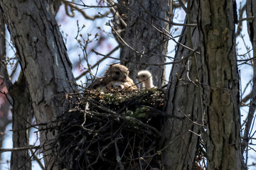 Red Shouldered hawk and babies on nest in the woods