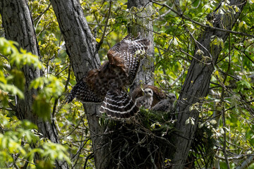 Red Shouldered hawk and babies on nest in the woods