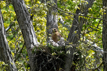 Red Shouldered hawk and babies on nest in the woods