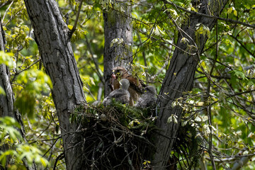 Red Shouldered hawk and babies on nest in the woods
