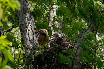 Red Shouldered hawk and babies on nest in the woods