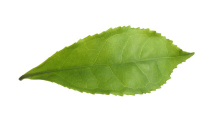 Fresh green tea leaf isolated on white
